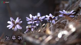 [ 들꽃이야기68 | 노루귀1 ] 어린 잎의 뒷면에 흰색의 털이 덮여 있고 노루의 귀모양과 비슷하다고 해서 붙여진 이름으로 꽃말은 '우정', '기다림'이다.