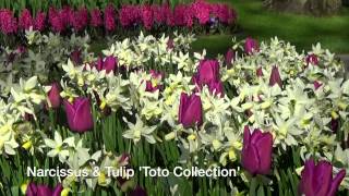 Narcissus & Tulip 'Toto Collection' - Tulip & Narcissus Bulbs from Holland
