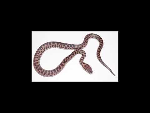 Video: Python - Pythonidae Reptielras Allergene, Gesondheid En Lewensduur