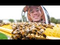 My bees survived the winter! - First hive inspection of the year