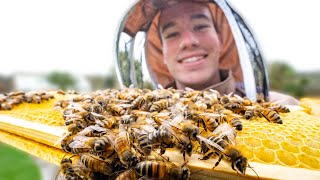 My bees survived the winter! - First hive inspection of the year