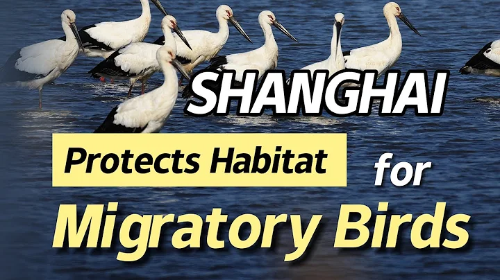 Migratory birds preserved in Shanghai Chongming Dongtan National Nature Reserve - DayDayNews