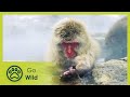 Wildest Arctic - The Secrets of Nature