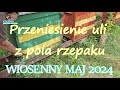 Ciężkie ule zwiezione z pola rzepaku + wosk dziewiczy zbudowany przez pszczoły