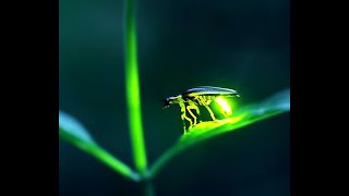 Vagalumes: conheça esse besouro iluminado