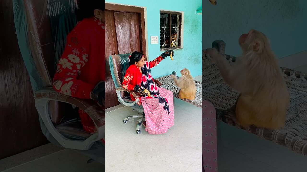 Bander mama pehan pajama dawat khane aaye 