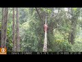 Nufilmuota, kaip Sumatrinis orangutanas įveikia tarp medžių pakabintą lajų tiltą