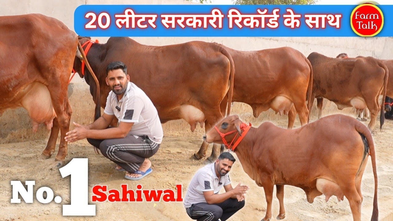 20 लीटर दूध का सरकारी रिकॉर्ड साहीवाल 👉 24 लीटर तक दूध की 8 गाय ✨ Pure & Cross Cow For Sale #Sahiwal