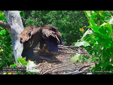 Little Miami Conservancy Bald Eagle 01.06.2024 14:12