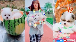 Tik Tok Chó Phốc Sóc Mini | Funny and Cute Pomeranian Videos #28 by So Cute 14,073 views 3 years ago 10 minutes, 57 seconds