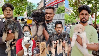 Offer Price Puppies | Cute Puppies Collection in Chennai Broadway Sunday Pets Market #nangalegendpa