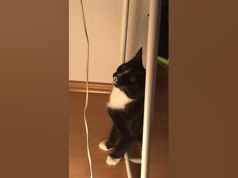Cat Clicking Sounds - YouTube