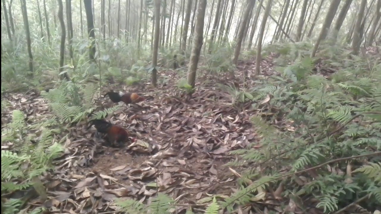 Bẫy gà rừng lai 