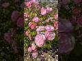 Bow Bells English Rose  David Austin