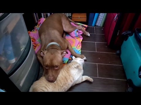 Cat Loves and Plays on a Pit Bull - So Sweet