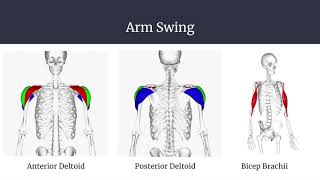 Kinesiological Analysis of Sprinting