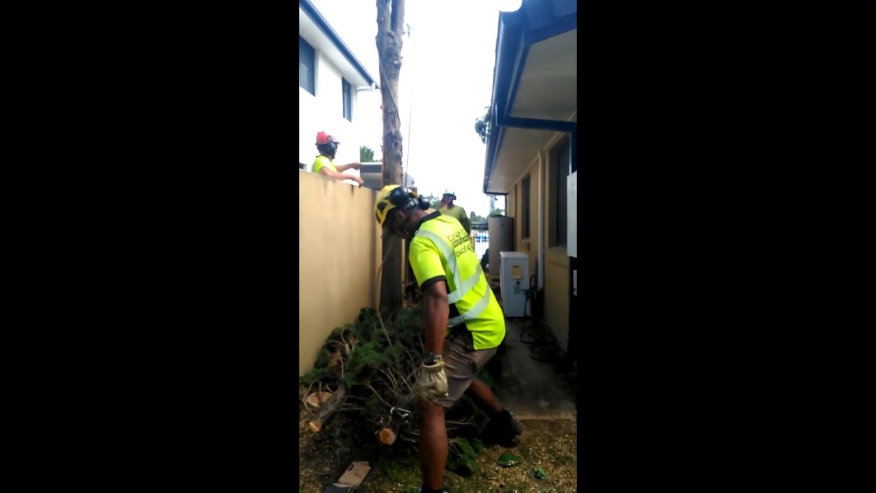 Conifer Pine Tree Removal Broadbeach, Gold Coast - Part 2 - YouTube
