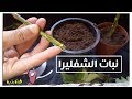 نبات الشفليرا طريقة الاكثار و العناية Schefflera arboricola