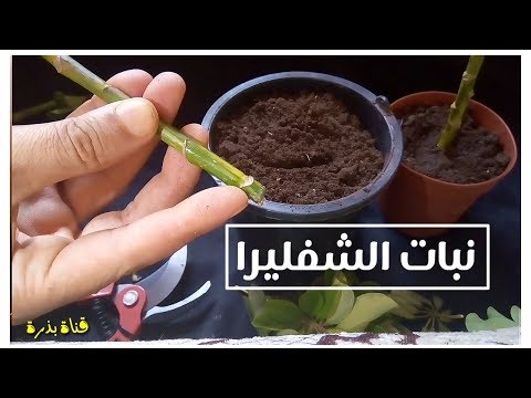 فيديو: كيف تزرع بذور التنوب النبيلة؟