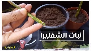 نبات الشفليرا طريقة الاكثار و العناية Schefflera arboricola