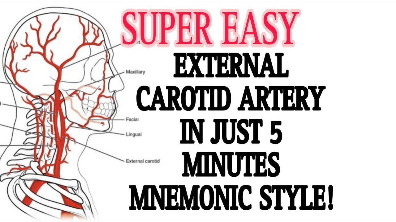 MNEMONICS FOR BRANCHES OF EXTERNAL CAROTID ARTERY || BRANCH OF COMMON ...