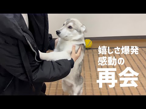 【感動】飼い主と1週間ぶりに再会した子犬ハスキー