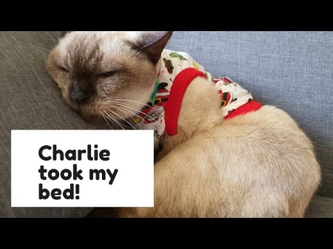 Charlie -- the spoiled brat cat - YouTube