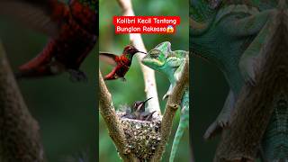 Download Lagu Tak Terduga! Bunglon Dekati Sarang Kolibri 🐦🦎 #Kolibri #Bunglon #WildlifeMoments #Shorts MP3 Download Lagu Tak Terduga! Bunglon Dekati Sarang Kolibri 🐦🦎 #Kolibri #Bunglon #WildlifeMoments #Shorts MP3