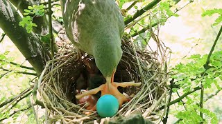 Baby was throwing the egg out of the nest Mom caught the baby and saved the egg