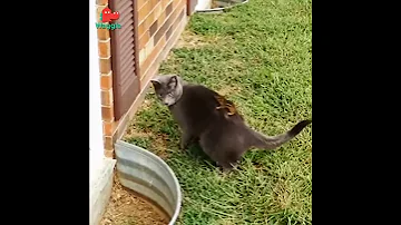 Кот и Бурундук