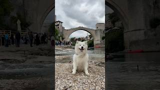 Dancing Ears In Mostar