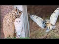 Owl birds funny owls and cute owlss compilation 2021 009  funny pets life