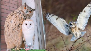 OWL BIRDS Funny Owls And Cute Owls Videos Compilation (2021) #009  Funny Pets Life