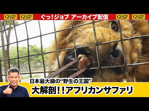 日本最大級の“野生の王国”大解剖‼︎アフリカンサファリ ／ぐっ！ジョブ・アーカイブ（2025年7月5日放送）