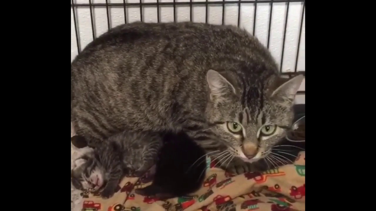 Feral cat mom cares for her kittens and other kitties in need - Feral cat mom cares for her kittens and other kitties in need