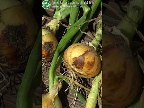 Video: Zwiebeln aus dem Garten lagern: So bewahren Sie Zwiebeln über den Winter auf