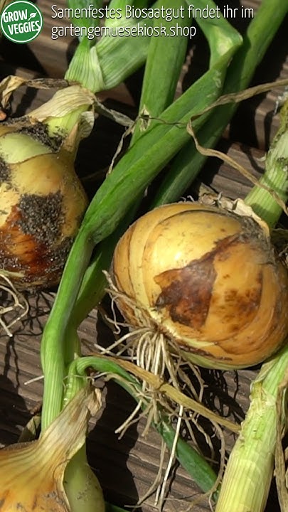 Ab wann sind Zwiebeln erntereif Garten Tipps YouTube