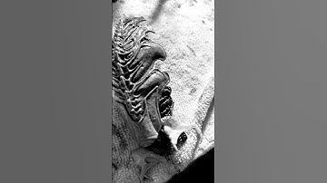 Next big project the #prealien#alien#xenomorph #hybrid#predator#neca#customfigure