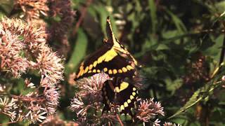 Butterfly flight in UltraSlo motion
