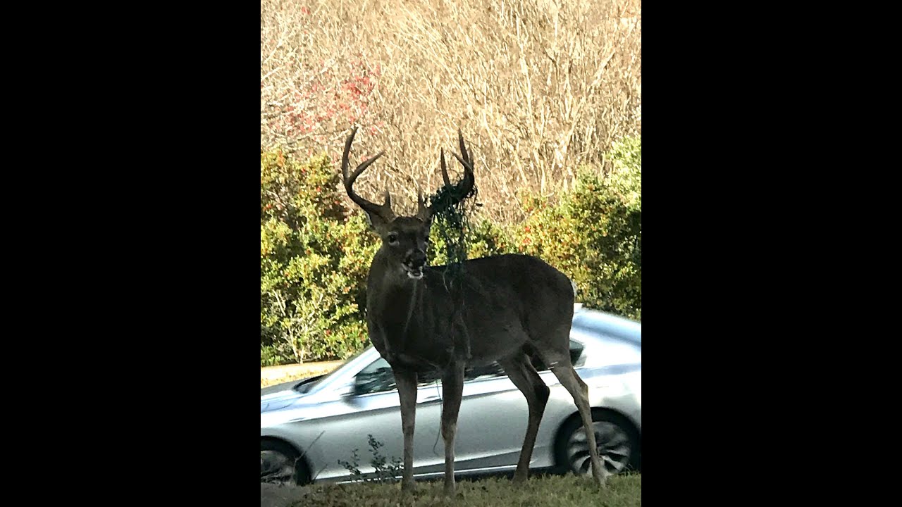 Christmas Lights Stuck in Deer's Antlers - YouTube
