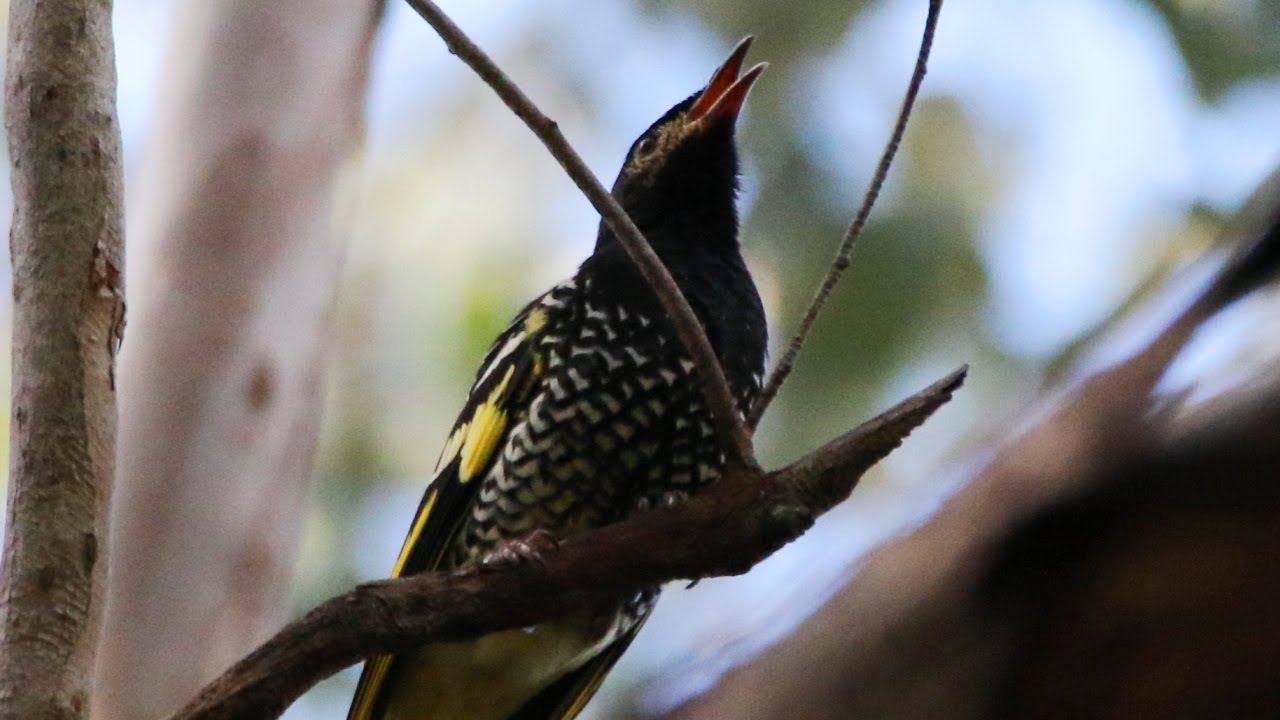 Rare Sighting - Critically Endangered Regent Honeyeaters 