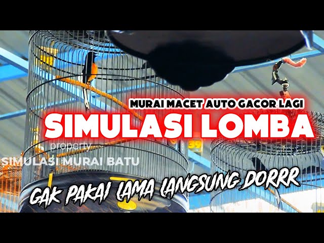 SIMULASI LOMBA MURAI BATU NASIONAL FULL TEMBAKAN 🔥🔥 class=