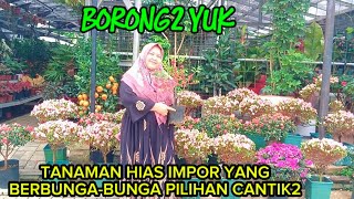Download Lagu BORONG2 YUK‼️TANAMAN HIAS IMPOR YANG BERBUNGA-BUNGA PILIHAN CANTIK2 MP3