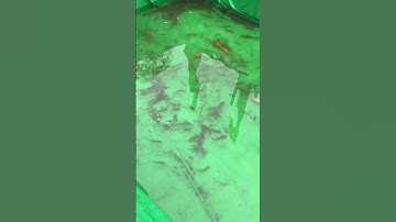 Cá bống tượng nuôi bể bạc, nuôi xen cá lòng tong và cá sặc đồng ấp trứng ốc bưu vàng #shortvideo