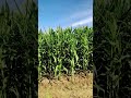 10 feet na dekalb 8282 #agriculture #cornplant #cornfarming #bestfoliarfertilizer