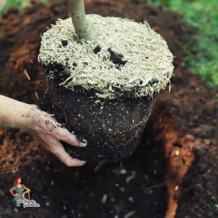 Obstbaum pflanzen YouTube