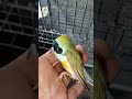 😭😭😭 date my Birds