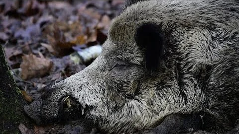 The new Berliners: wild boars thrive in German capital