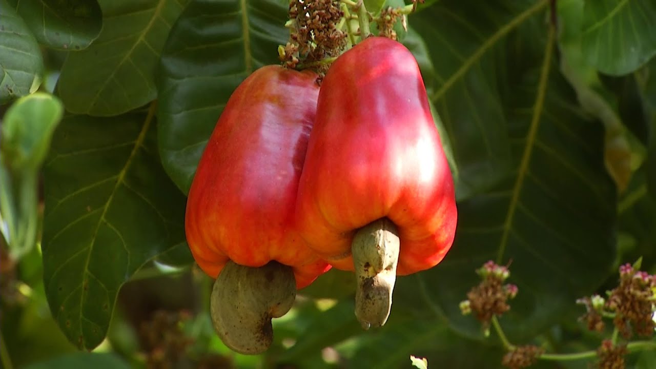 Hechos del Agro - Cosecha de marañón