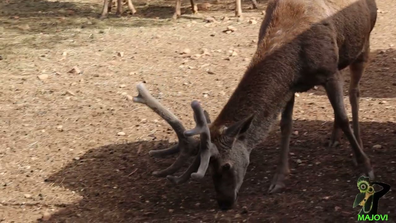 Ciervos del Parque Natural de las Sierras de Cazorla, Segura y Las Villas
